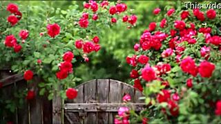 Bangla Sex Story: Romantic Or Just Motivational?