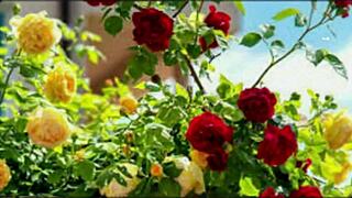 Bangla Sex Story: Romantic Or Just Motivational?