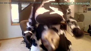 cosplay cow dances jiggling massive tits in skimpy costume