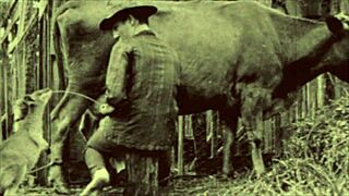 Dark lantern entertainment afslører victorianske bekendelser af kvinder med dyr i hemmelig liv